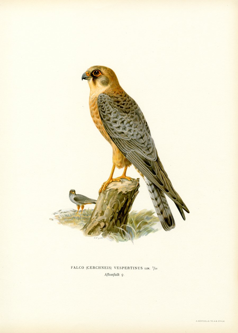 Falco cuculo da Magnus Ferdinand and Wilhelm von Wright