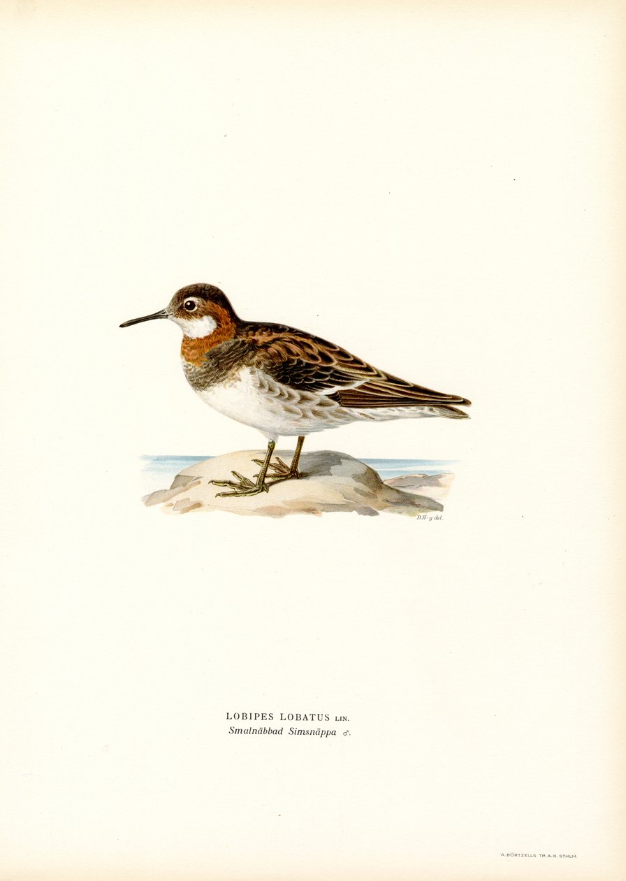 Falaropo beccosottile da Magnus Ferdinand and Wilhelm von Wright