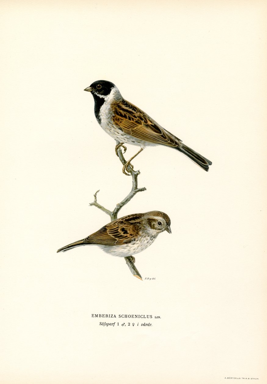 Zigolo di canna da Magnus Ferdinand and Wilhelm von Wright