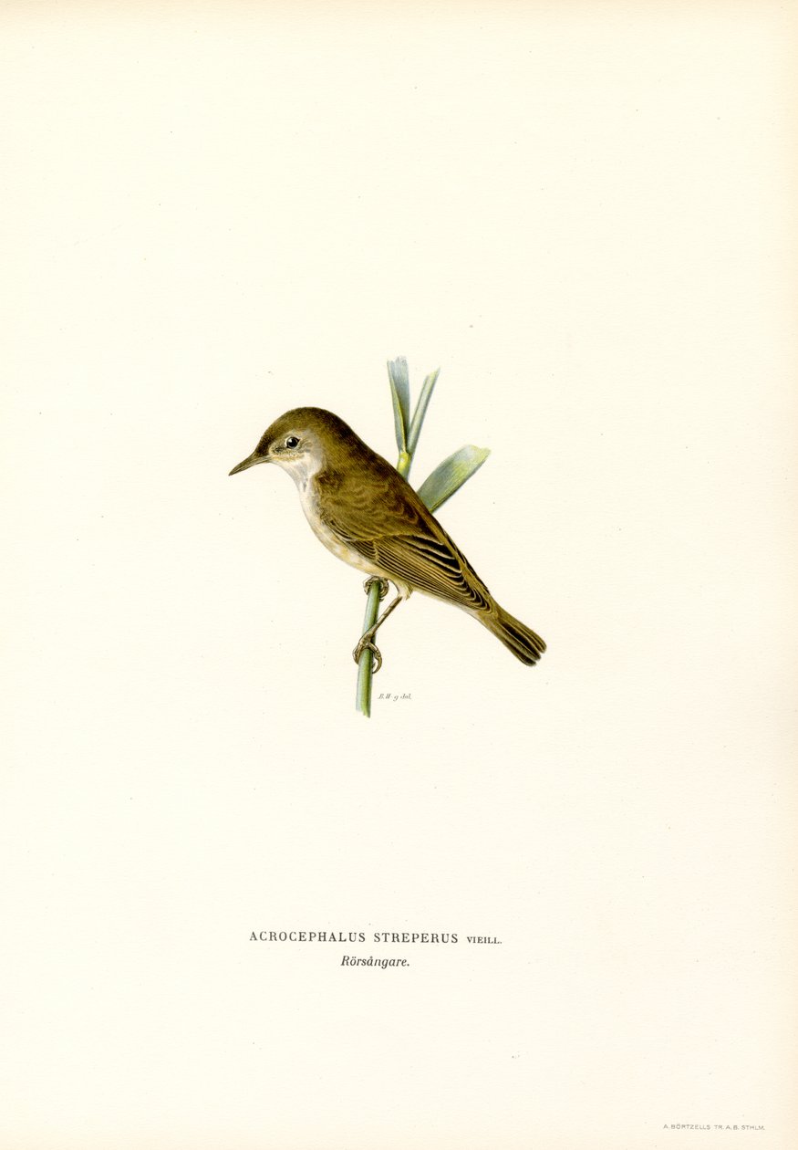 Cannaiola da Magnus Ferdinand and Wilhelm von Wright