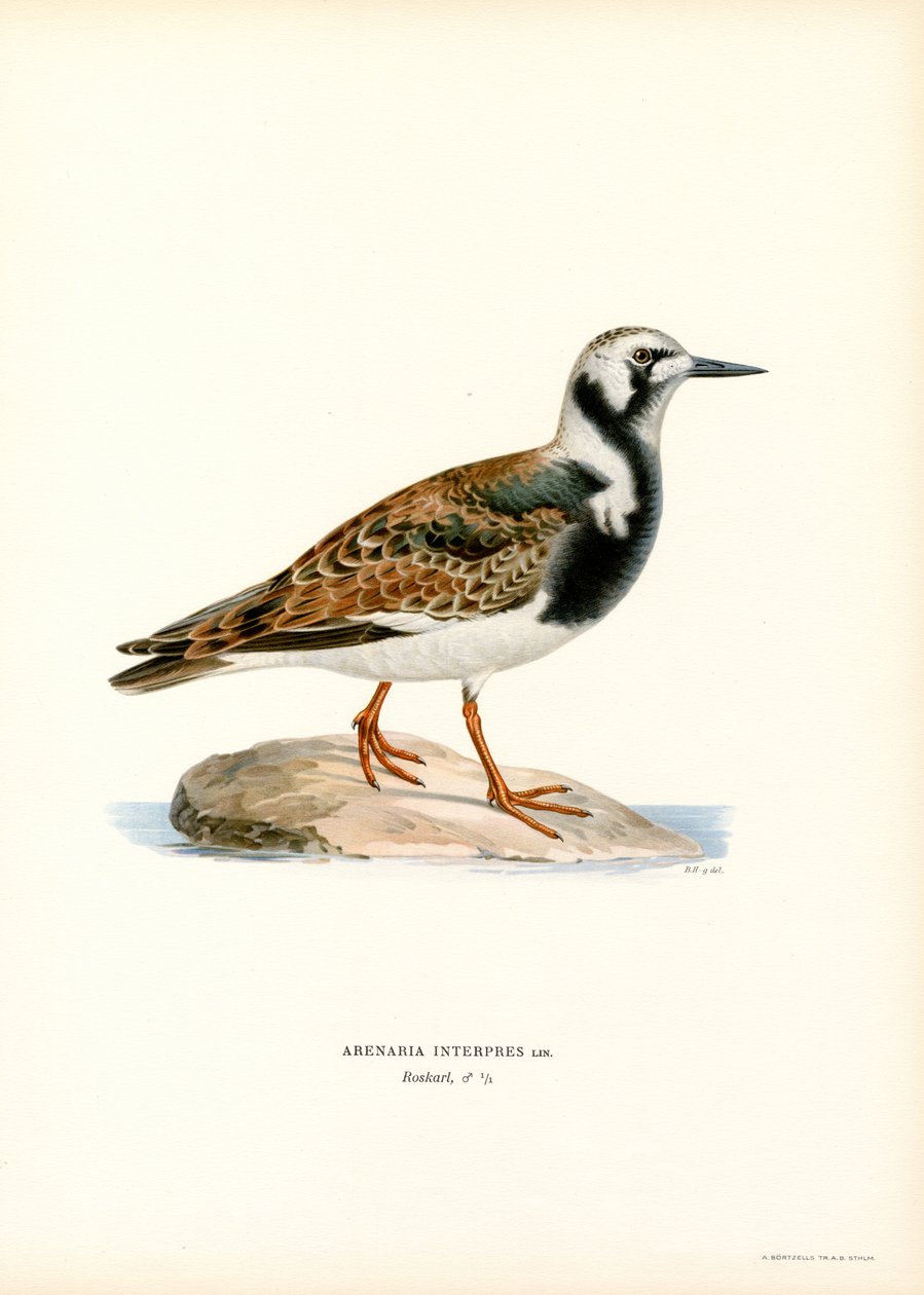 Voltapietre da Magnus Ferdinand and Wilhelm von Wright
