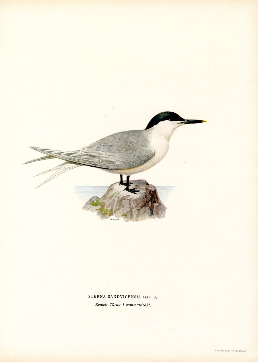 Sterna di Sandwich da Magnus Ferdinand and Wilhelm von Wright