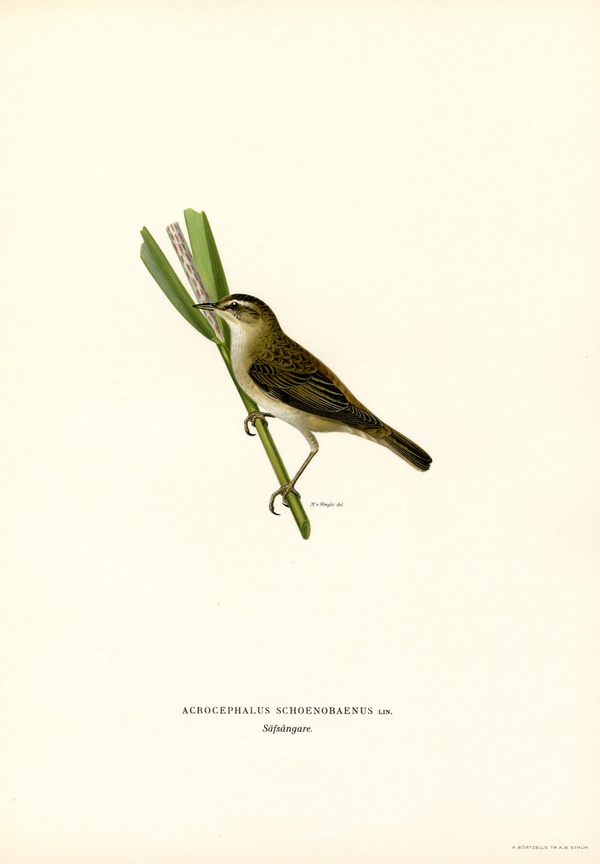 Cannaiola da Magnus Ferdinand and Wilhelm von Wright