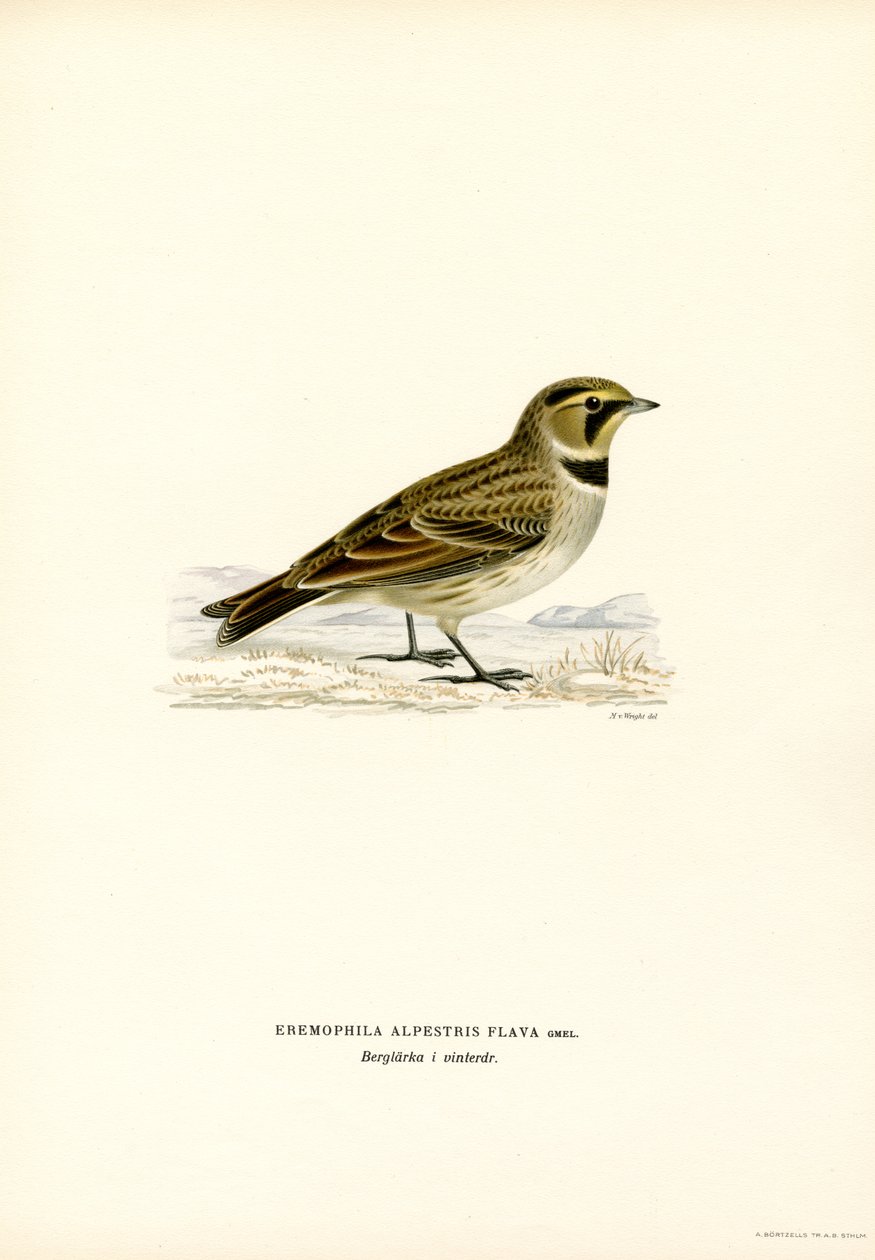 Allodola golagialla da Magnus Ferdinand and Wilhelm von Wright
