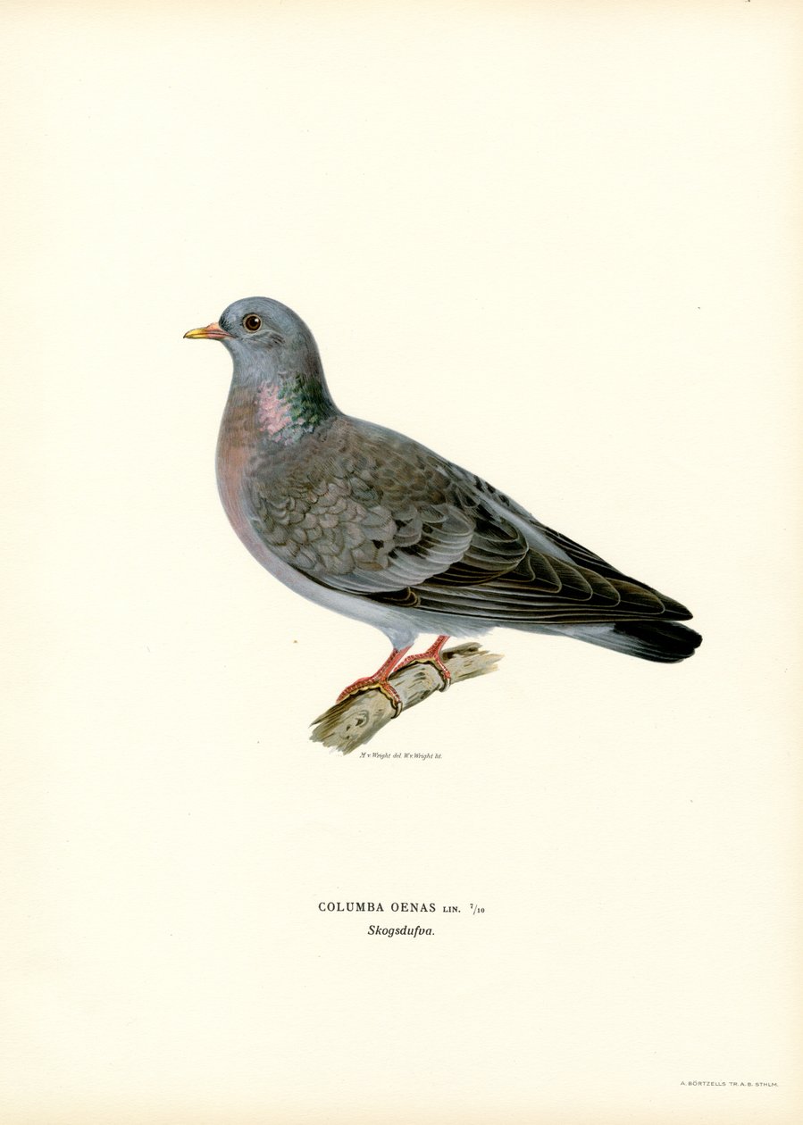 Colombella da Magnus Ferdinand and Wilhelm von Wright