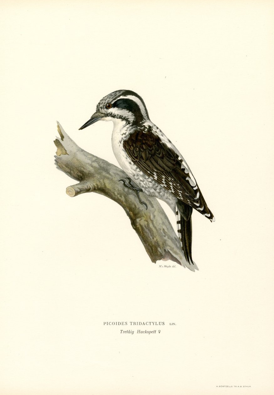 Picchio tridattilo da Magnus Ferdinand and Wilhelm von Wright