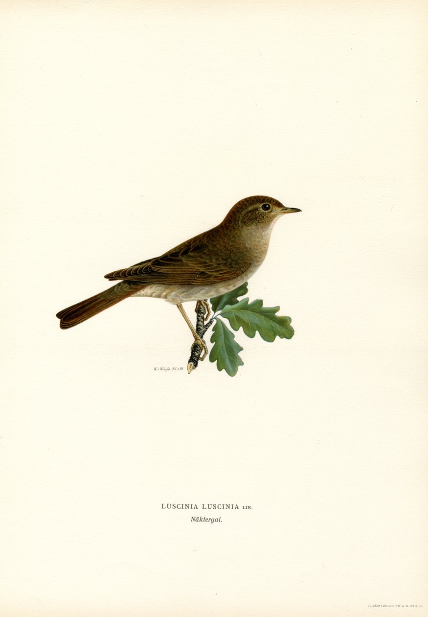 Usignolo di fiume da Magnus Ferdinand and Wilhelm von Wright