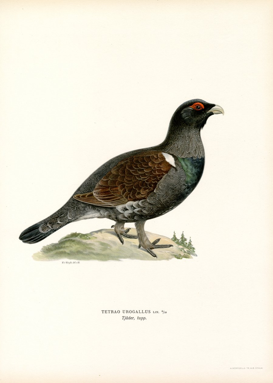 Gallo cedrone occidentale da Magnus Ferdinand and Wilhelm von Wright