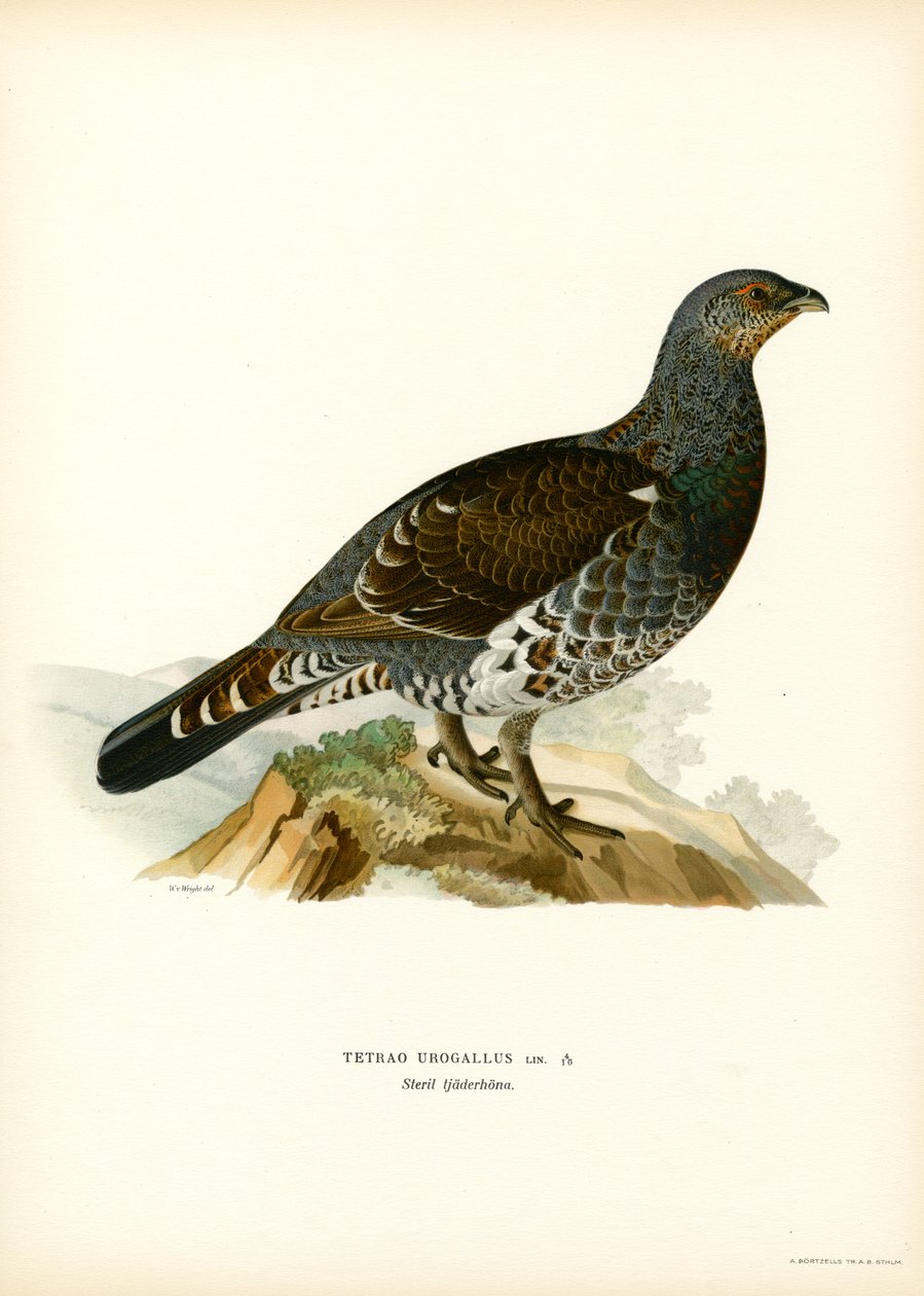 Gallo cedrone da Magnus Ferdinand and Wilhelm von Wright