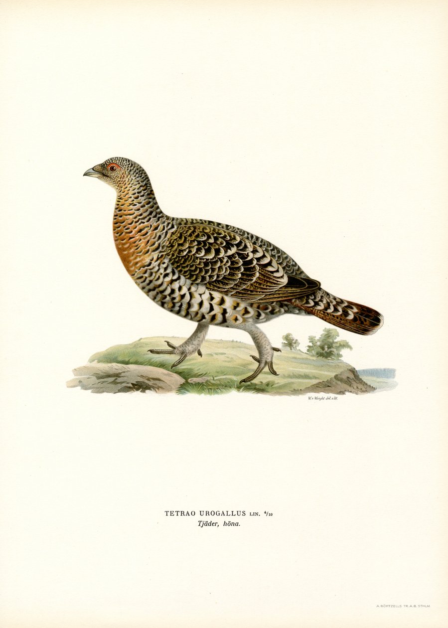 Gallo forcello da Magnus Ferdinand and Wilhelm von Wright