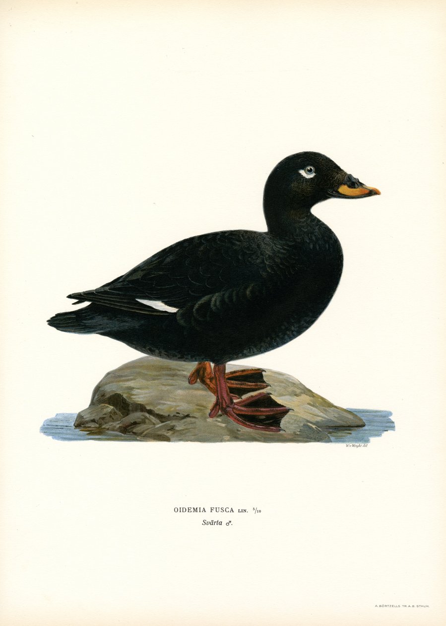 Orchetto marino da Magnus Ferdinand and Wilhelm von Wright