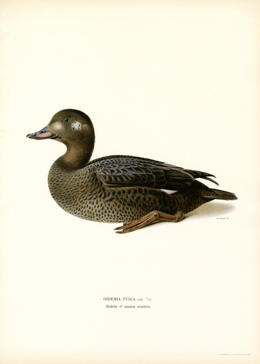 Orchetto marino da Magnus Ferdinand and Wilhelm von Wright