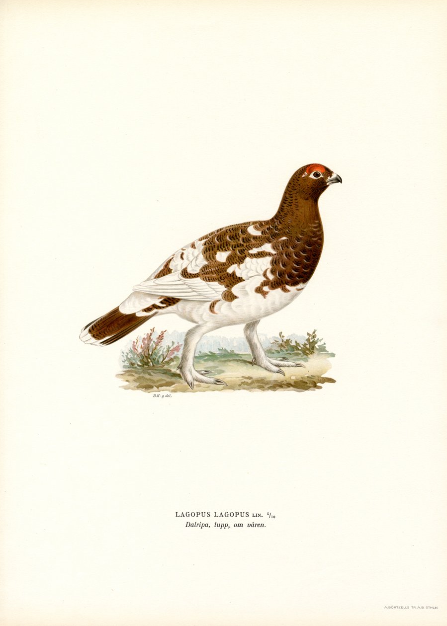 Pernice bianca da Magnus Ferdinand and Wilhelm von Wright