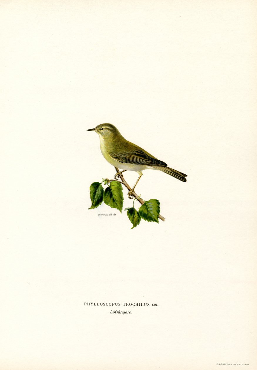 Luì verde da Magnus Ferdinand and Wilhelm von Wright