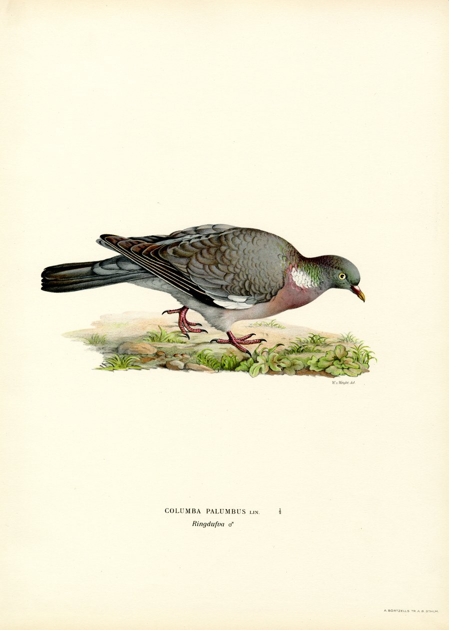 Piccione selvatico da Magnus Ferdinand and Wilhelm von Wright
