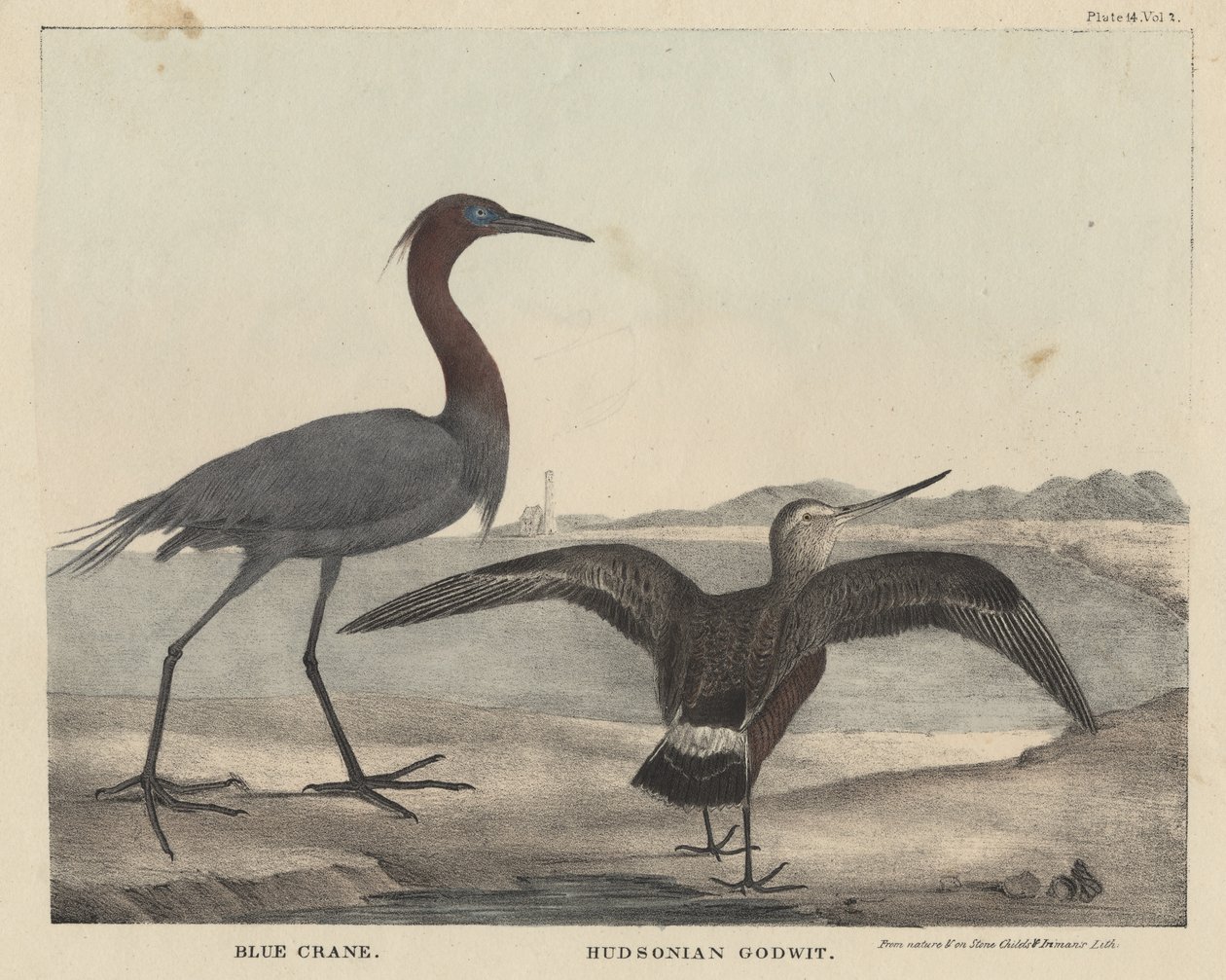 Gru blu, Godwit dell