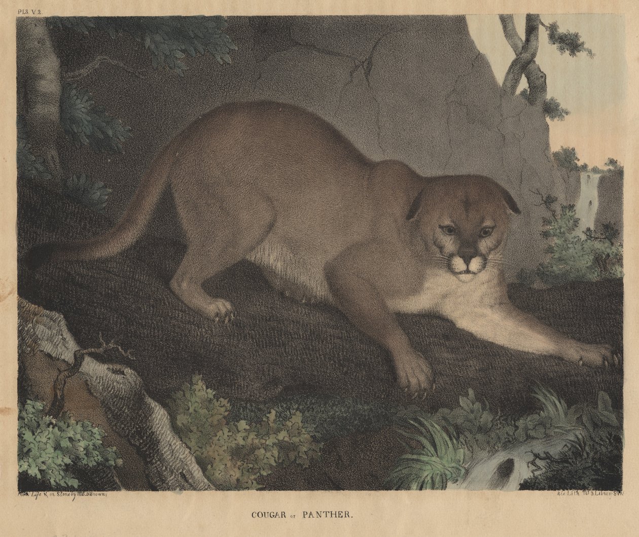 Puma o pantera, da 