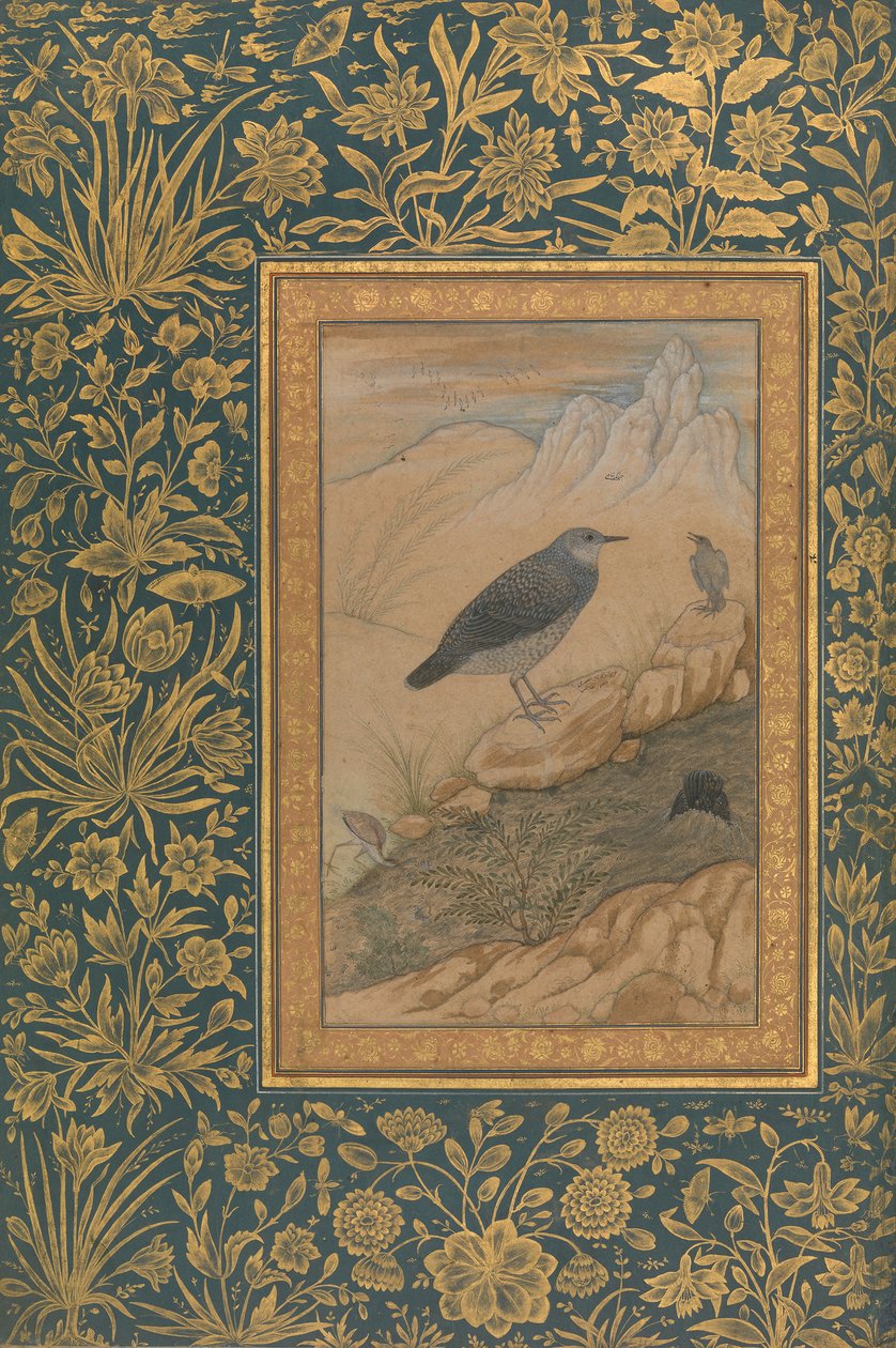Tuffatore e altri uccelli, Folio dall