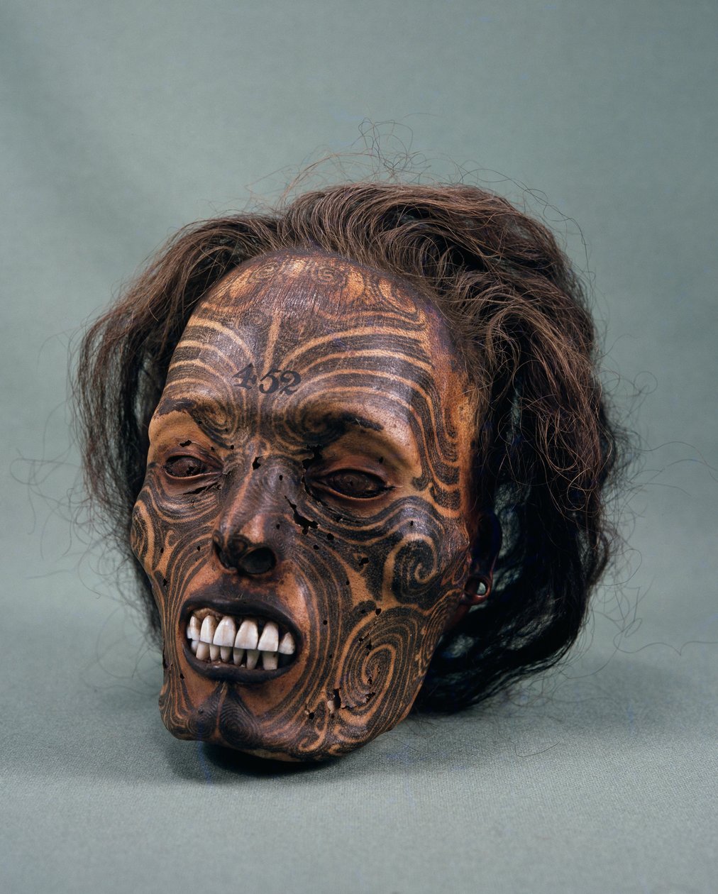 Testa di capo tribù, tatuata e mummificata, civiltà Maori da Maori Maori