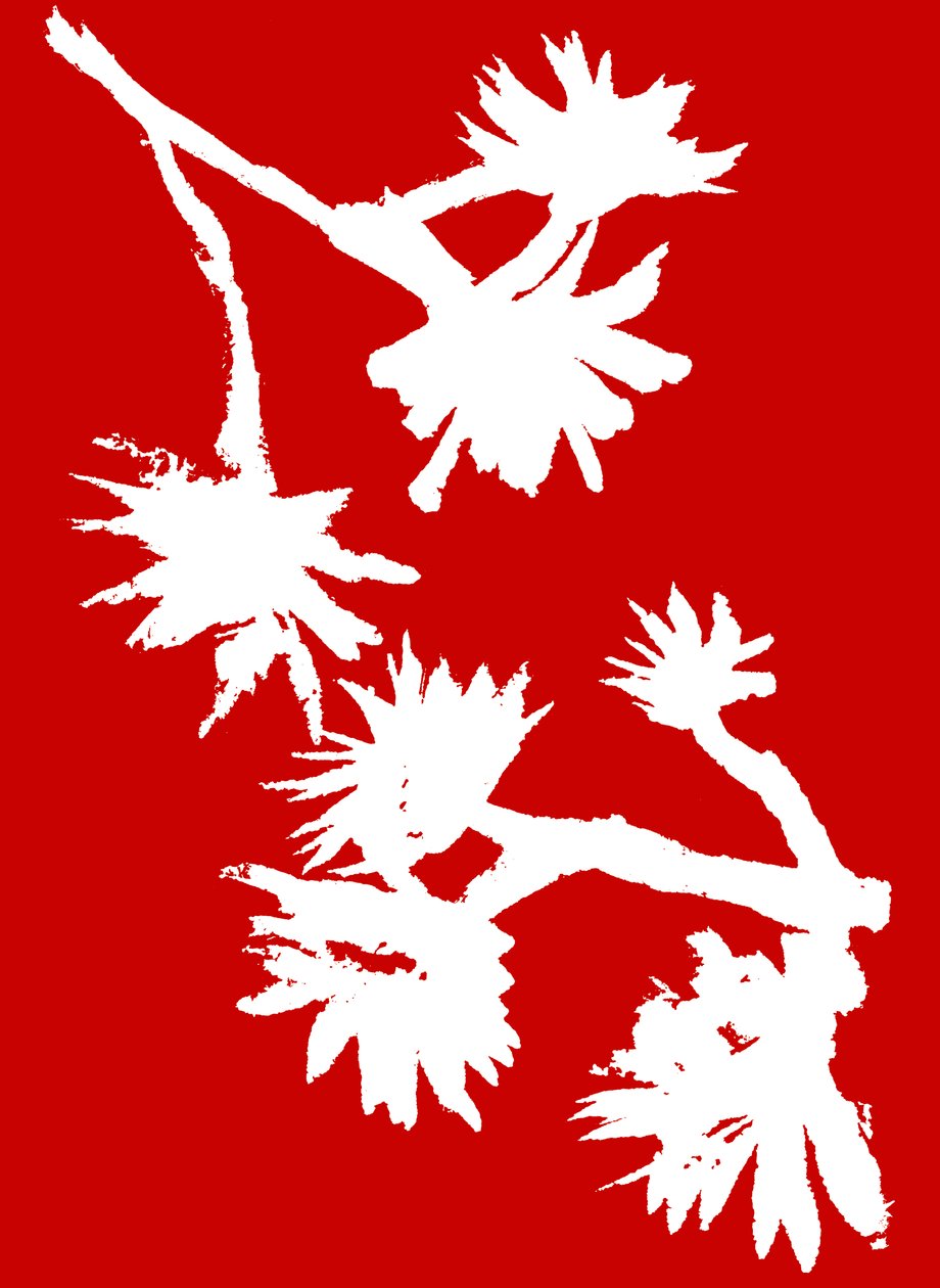 Succulenta_1, 2022 (inchiostro su carta) da Marco Campedelli