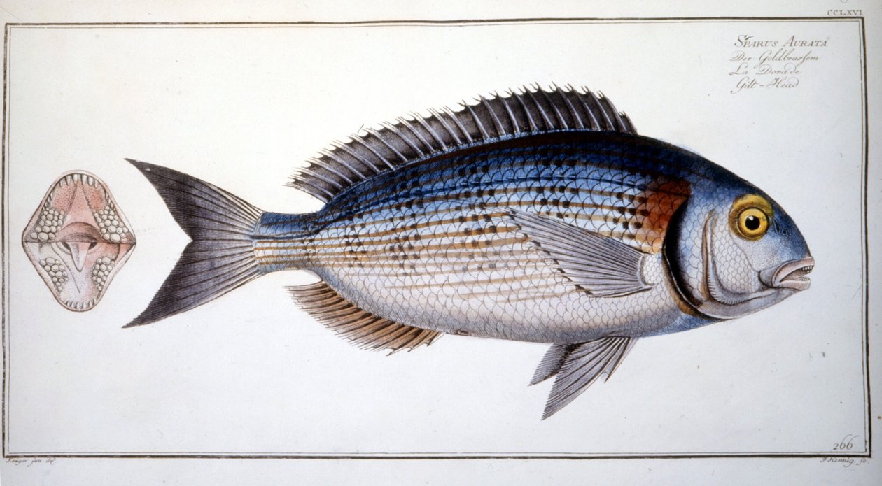 Storia naturale: La Bream di Marc Elieser Bloch Ichtyologie Parigi - Berlino - Londra 1787 da Marcus Élieser Bloch