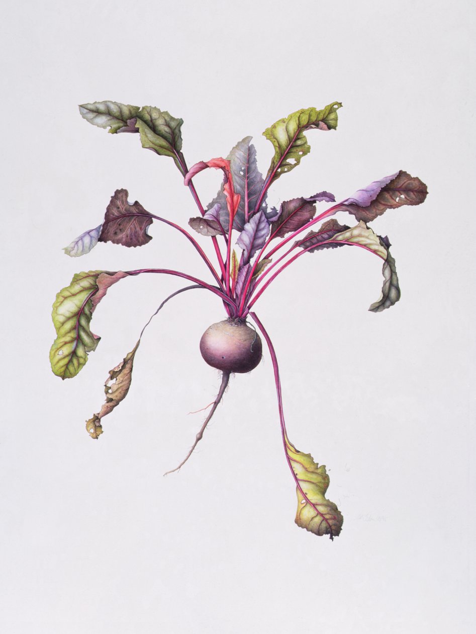 Barbabietola, 1995 da Margaret Ann Eden