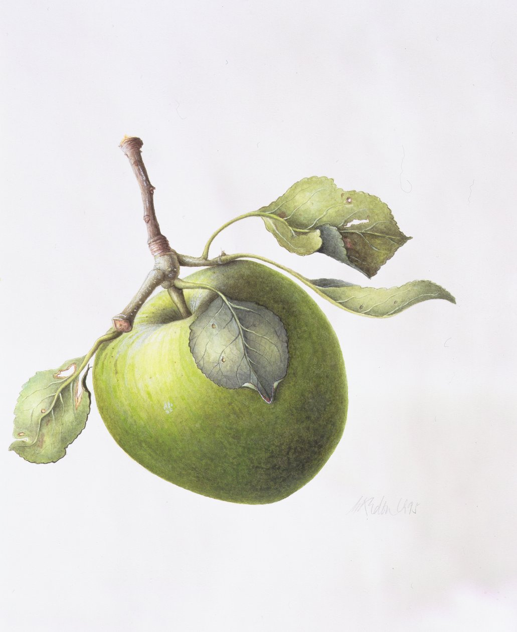 Mela Bramley, 1995 da Margaret Ann Eden