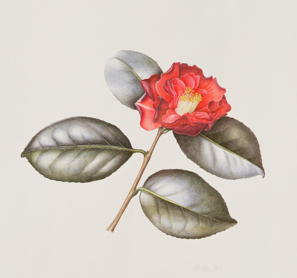 Camelia Japonica Adolphe Anderson, 1996 da Margaret Ann Eden