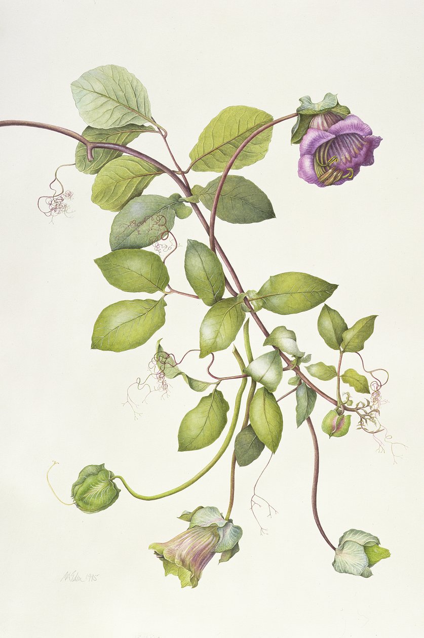 Cobea Scandens da Margaret Ann Eden
