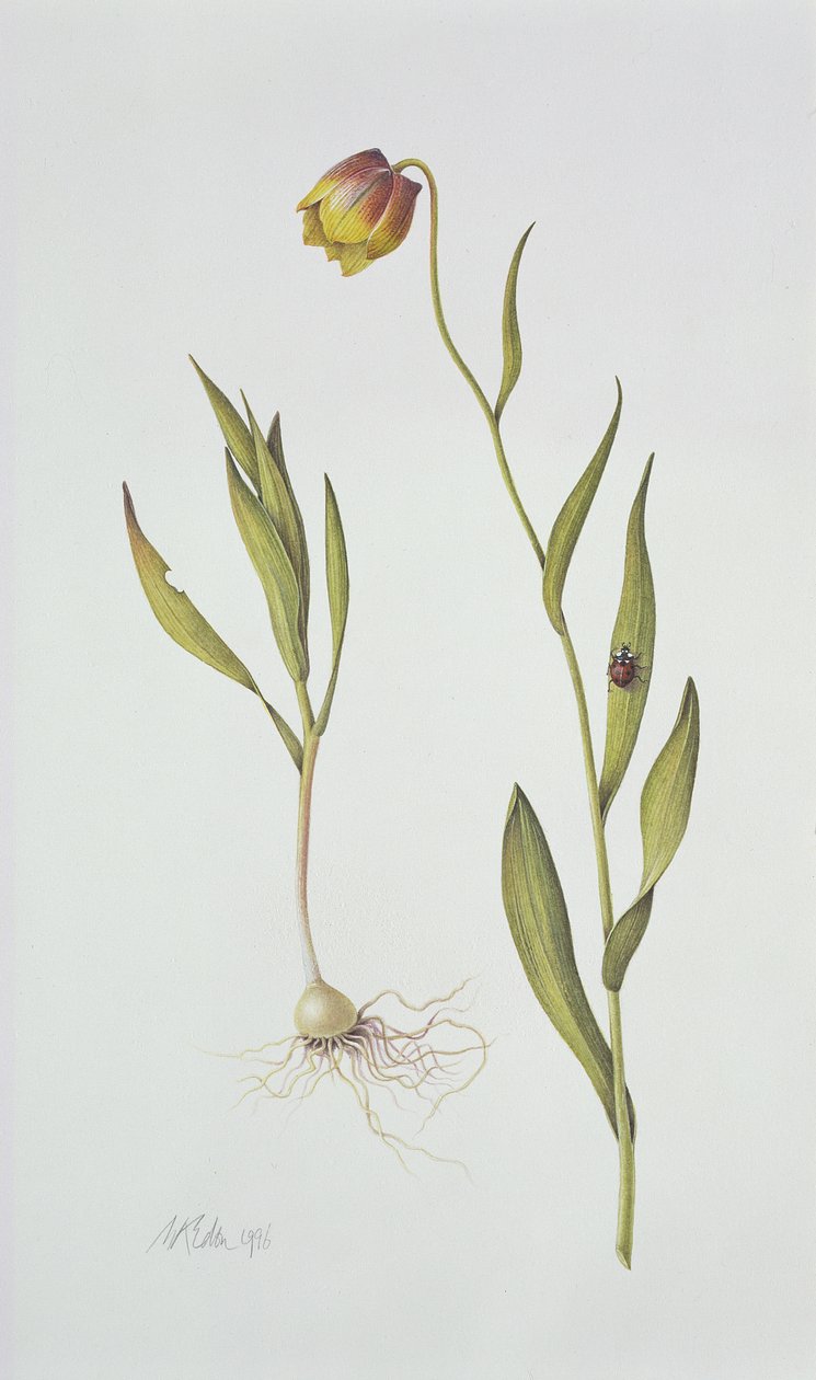 Fritillaria Michailovsky, 1996 da Margaret Ann Eden