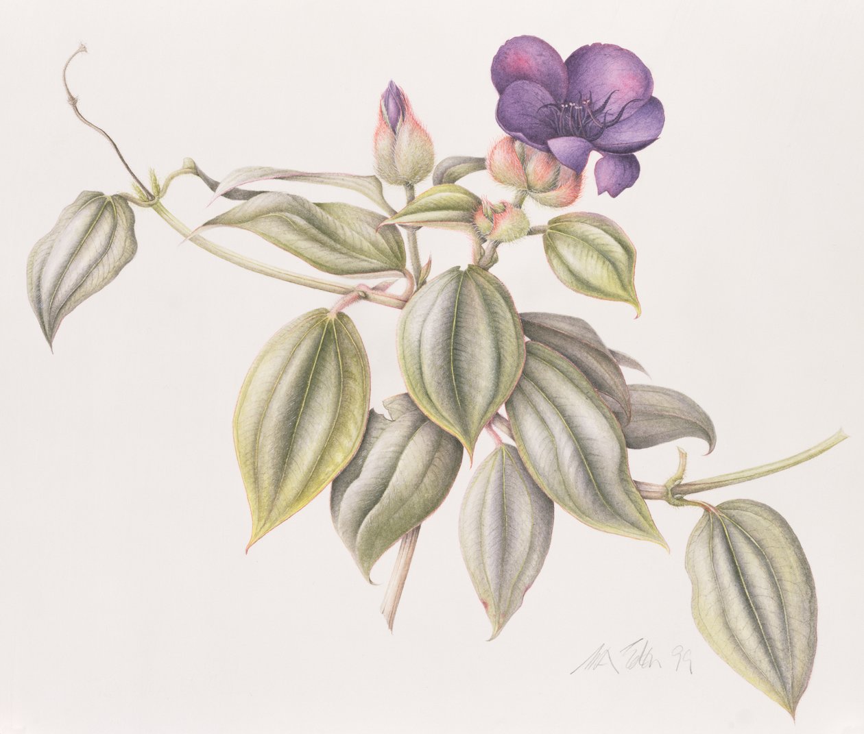 Fiore della gloria (Tibouchina Urvilleana) 1999 da Margaret Ann Eden