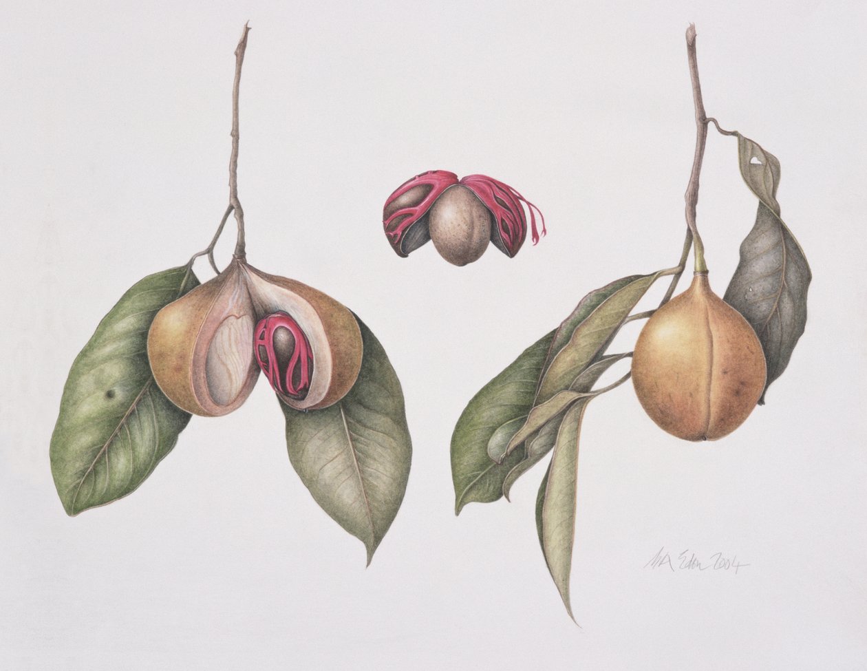 Noce moscata (Myristica fragrans) 2004 da Margaret Ann Eden