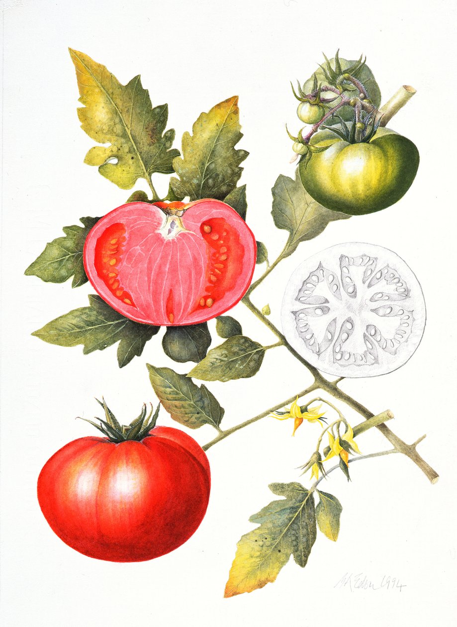 Pomodori, 1994 da Margaret Ann Eden