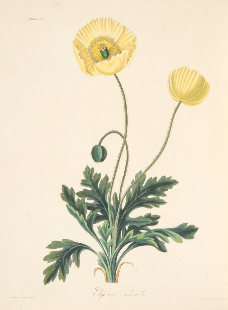 Papavero a stelo nudo, da Illustrazioni floreali delle stagioni, pub. 1829 da Margaret Roscoe