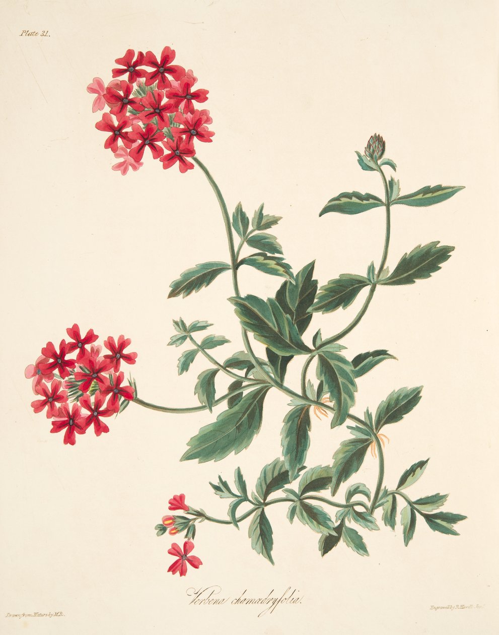 Verbena a fiori scarlatti, da Illustrazioni floreali delle stagioni, pub. 1829 da Margaret Roscoe