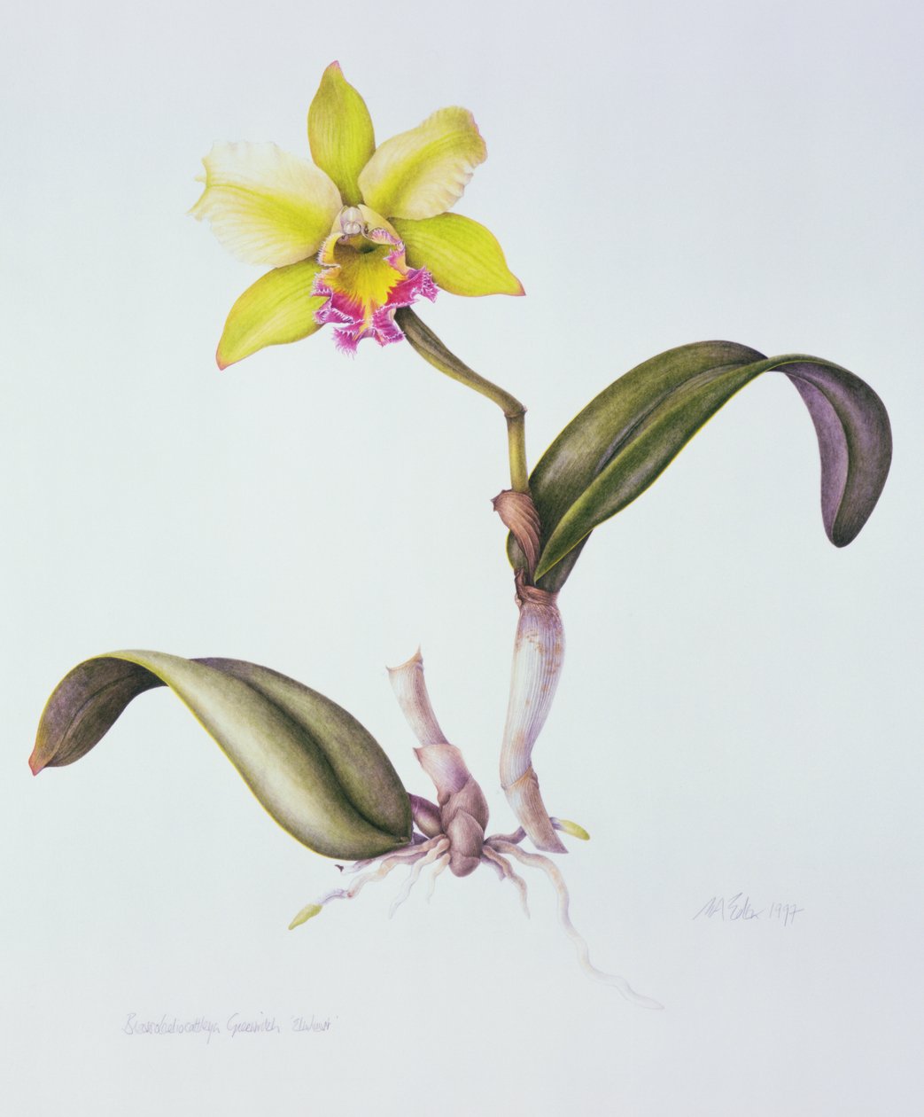 Brassolaeliocattleya Greenwich, Elmhurst da Margaret Ann Eden