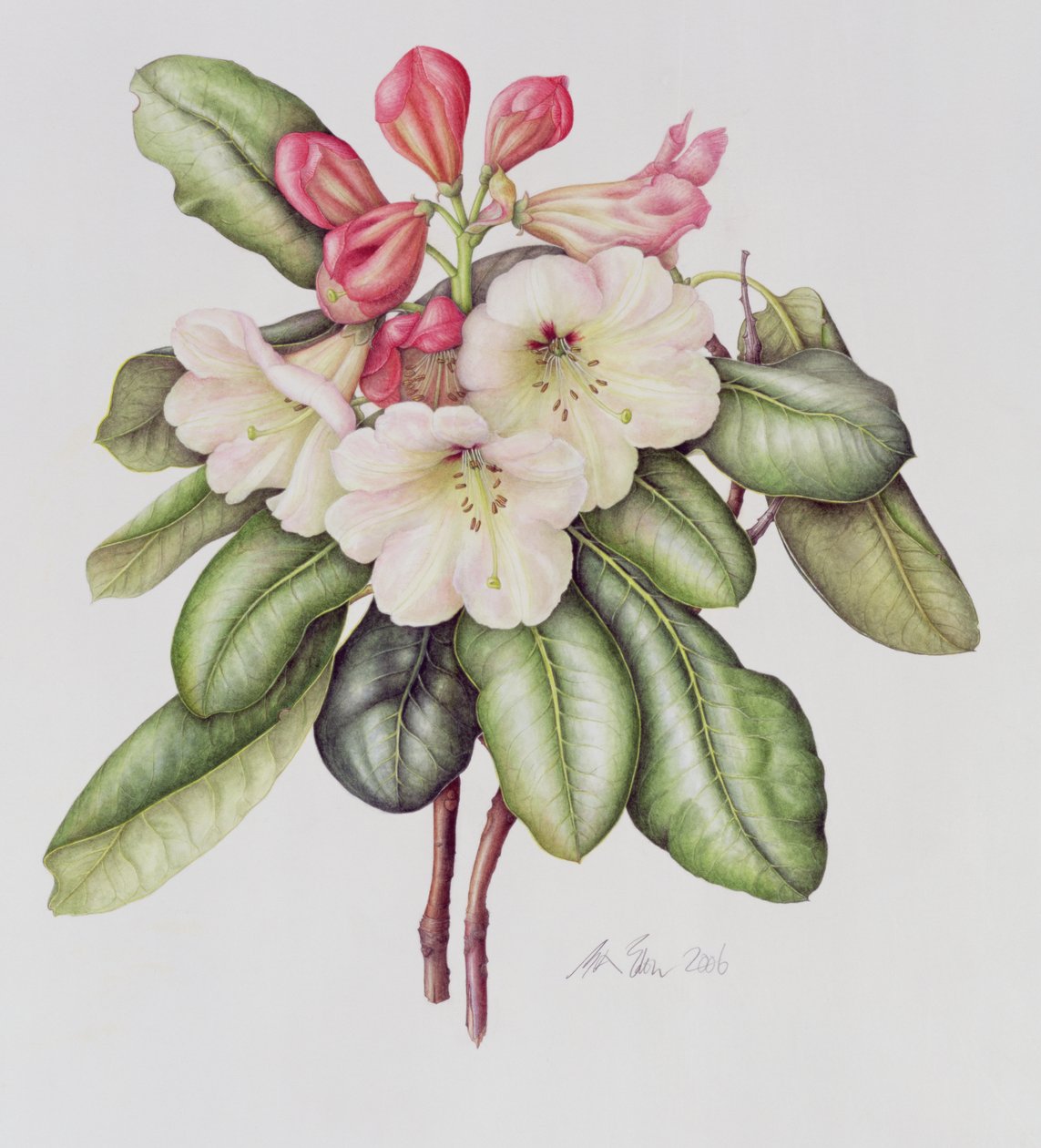 Rododendro da Margaret Ann Eden