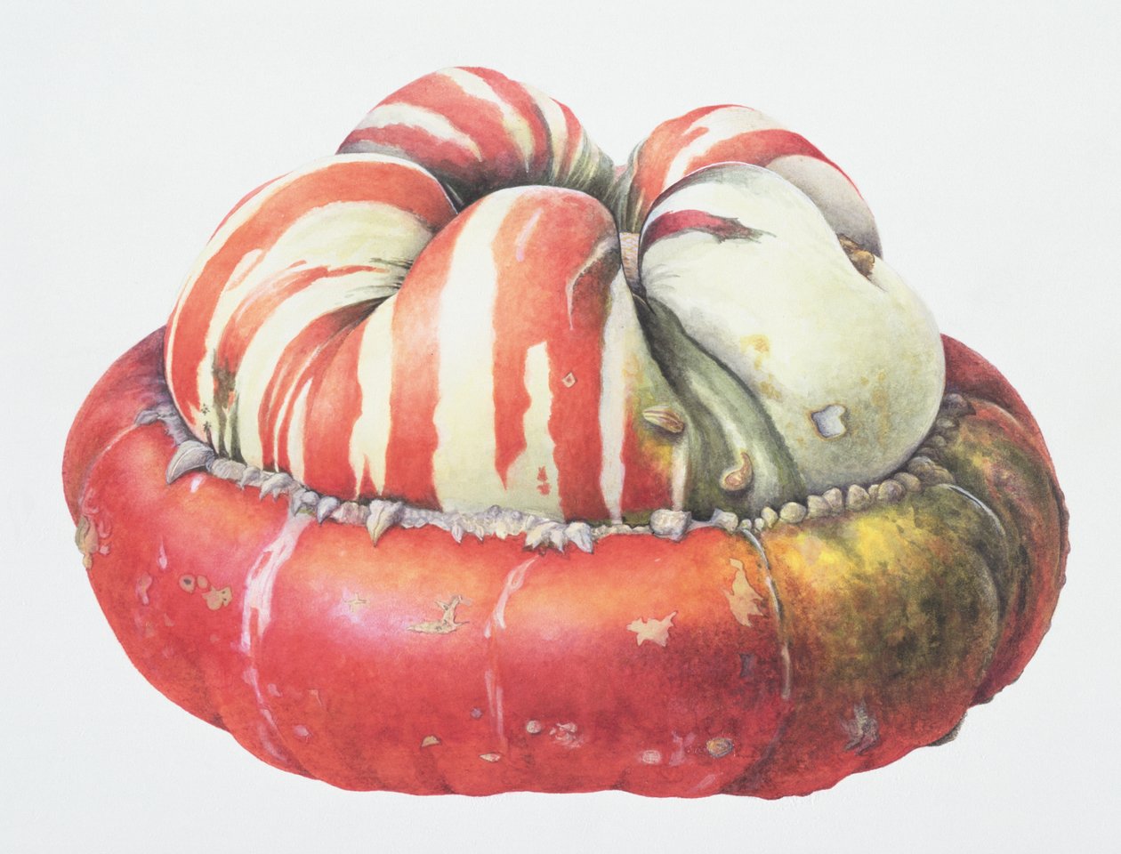 Zucca Turbante Turco, 1995 da Margaret Ann Eden