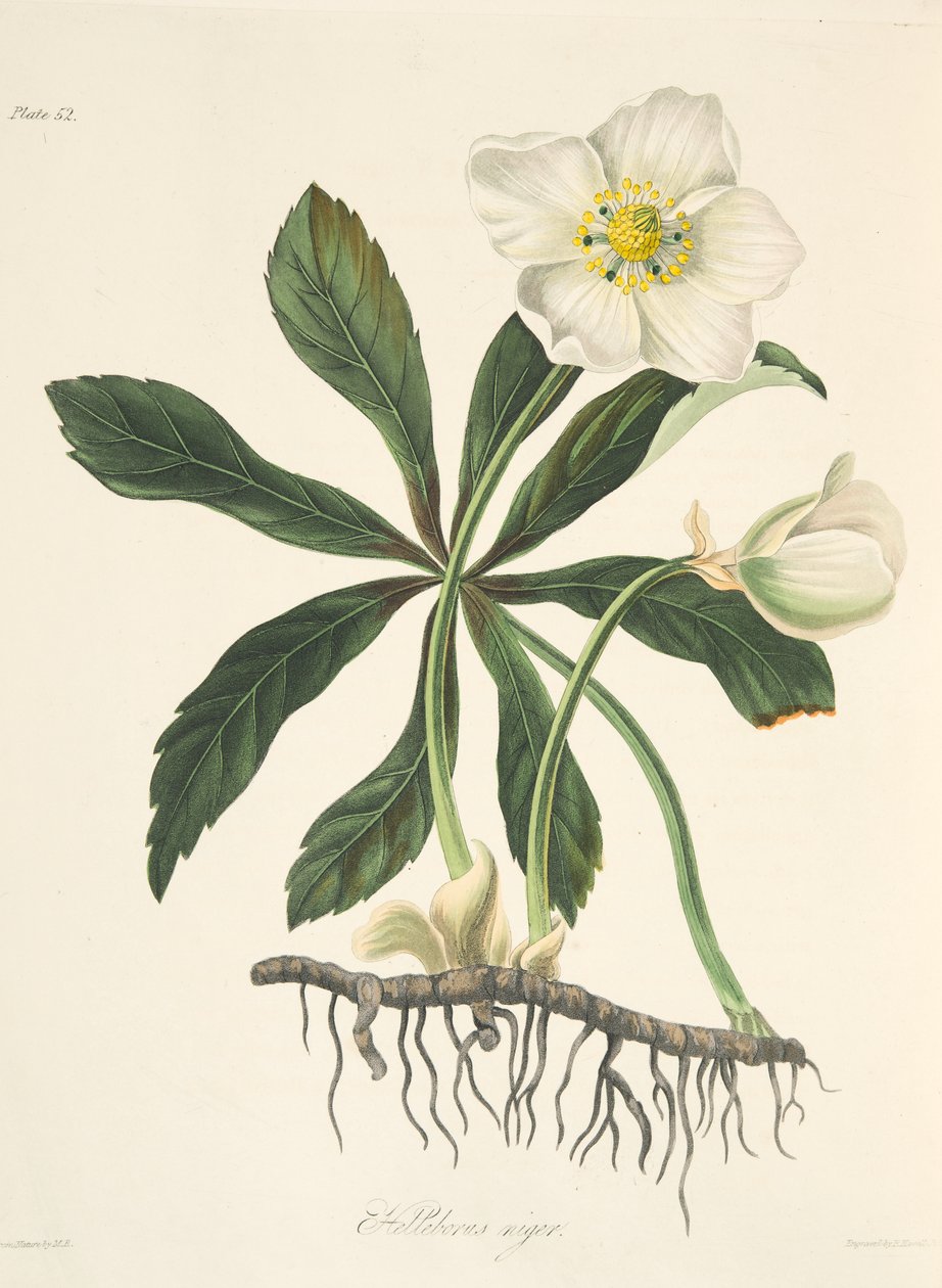 Elleboro nero o Rosa di Natale, da Illustrazioni floreali delle stagioni, pub. 1829 da Margaret Roscoe