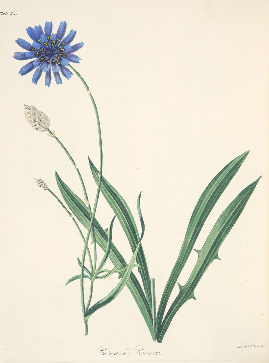 Catananche azzurra, da Illustrazioni floreali delle stagioni da Margaret Roscoe