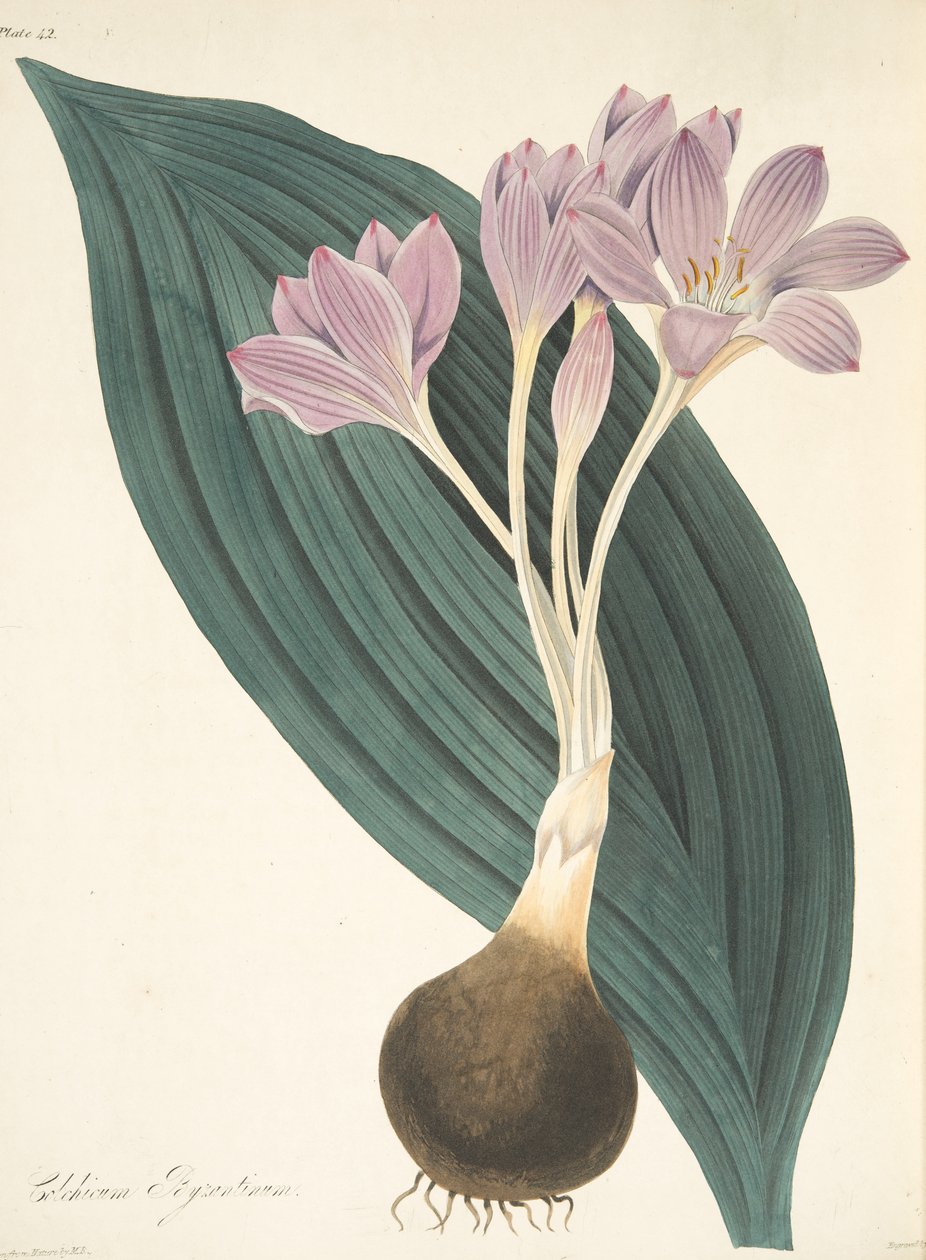 Zafferano di prato a foglie larghe, da Illustrazioni floreali delle stagioni da Margaret Roscoe
