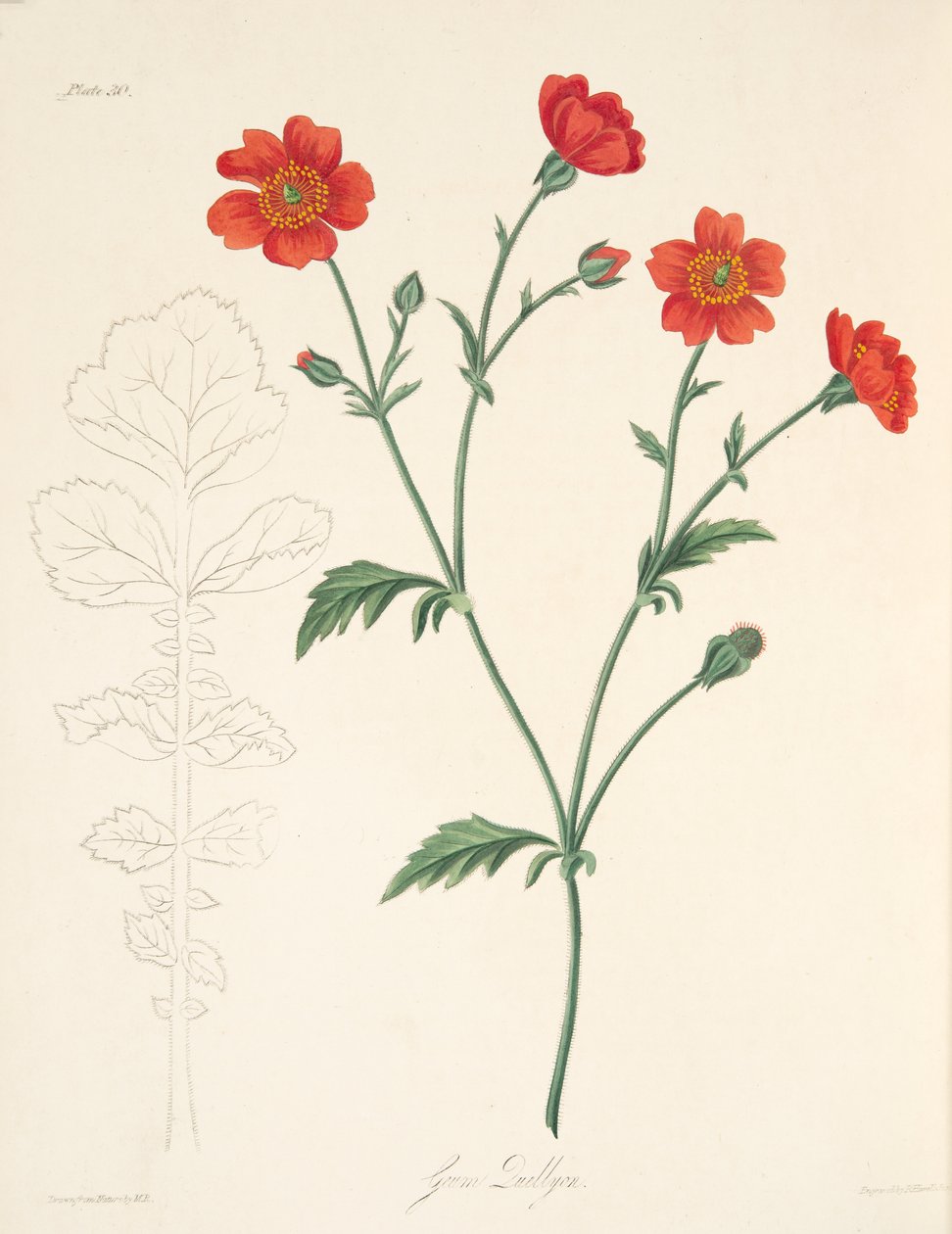 Avens cileno, da Illustrazioni floreali delle stagioni, pub. 1829 da Margaret Roscoe
