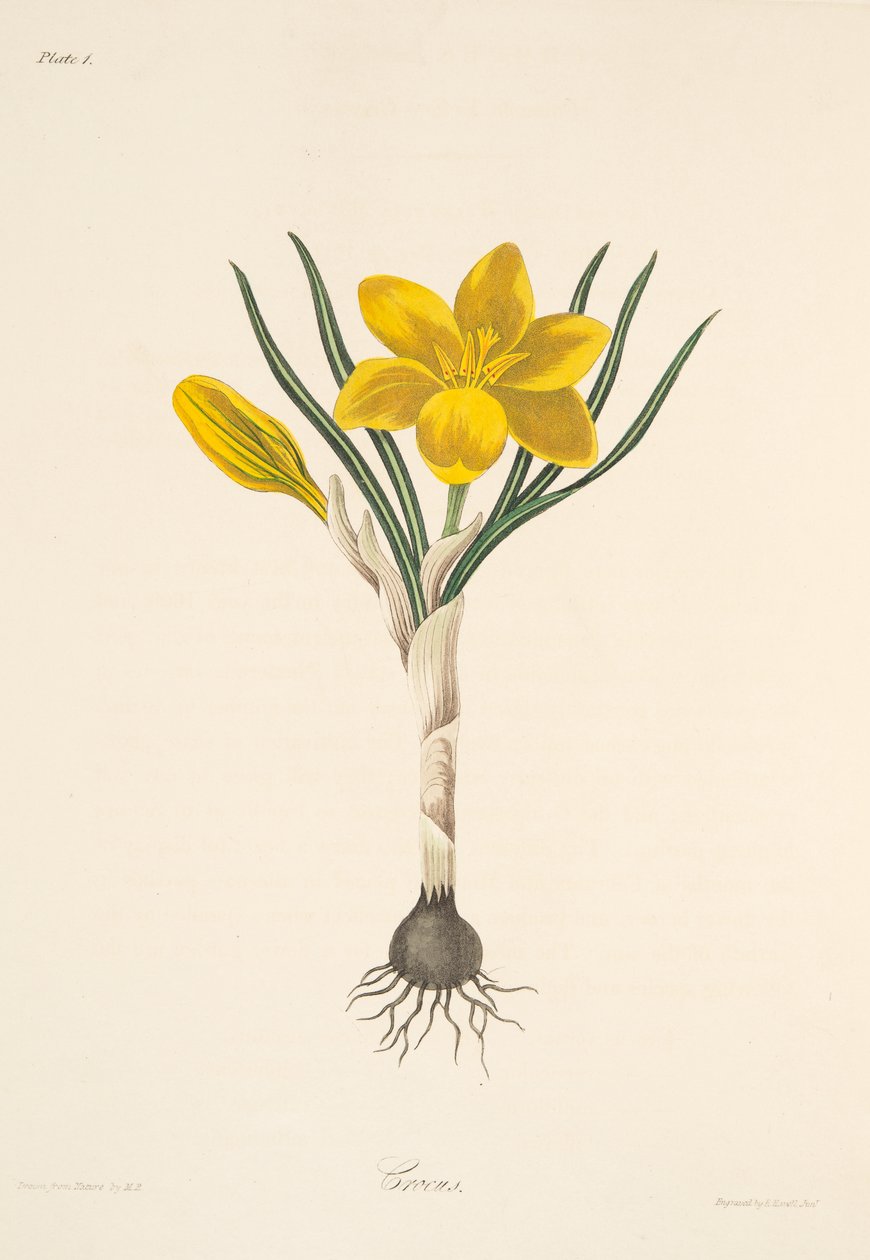 Crocus giallo comune, da Illustrazioni floreali delle stagioni, pub. 1829 da Margaret Roscoe