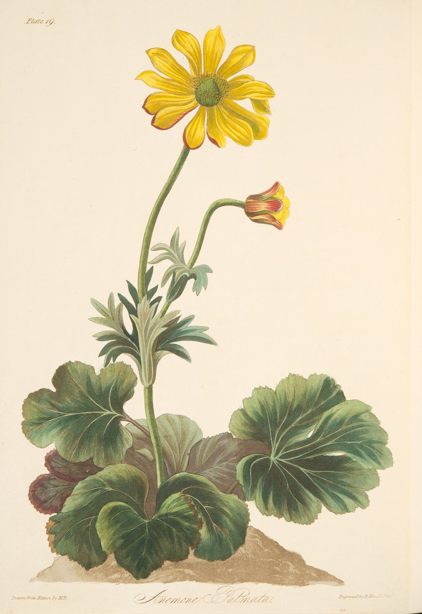Anemone a foglie di ciclamino, da Illustrazioni floreali delle stagioni, pub. 1829 da Margaret Roscoe