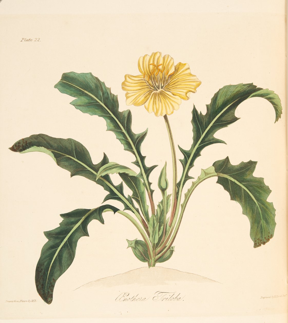 Enotera a foglie di tarassaco, da Illustrazioni floreali delle stagioni, pub. 1829 da Margaret Roscoe