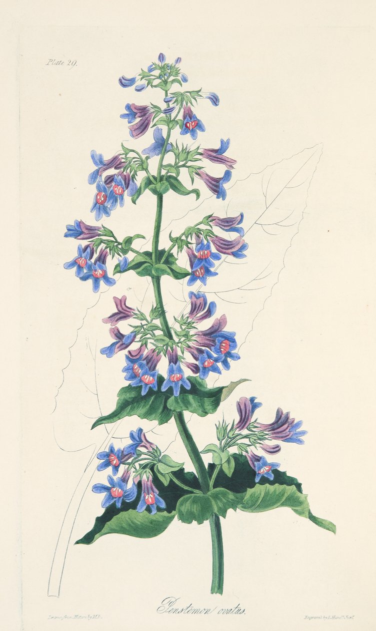 Penstemon a foglie ovate, da Illustrazioni floreali delle stagioni, pub. 1829 da Margaret Roscoe