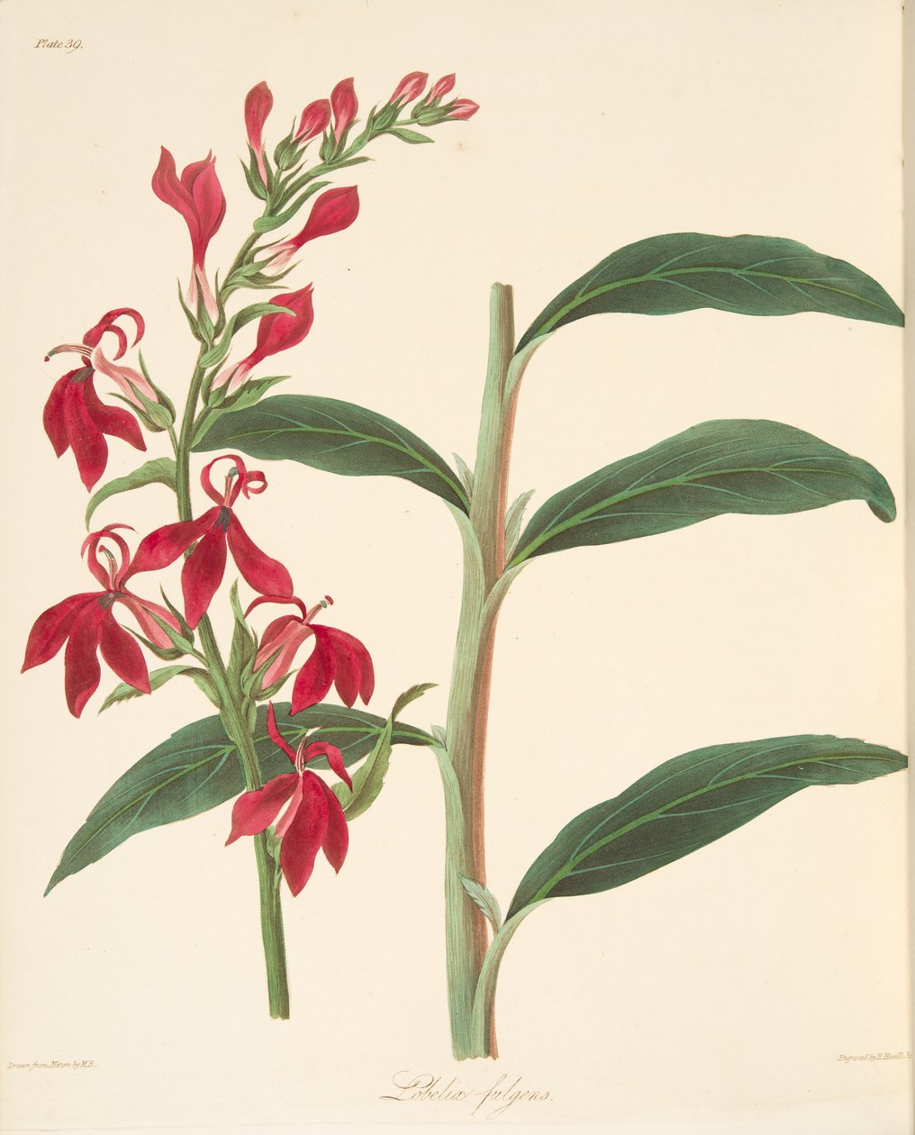 Lobelia splendente, da Illustrazioni floreali delle stagioni da Margaret Roscoe