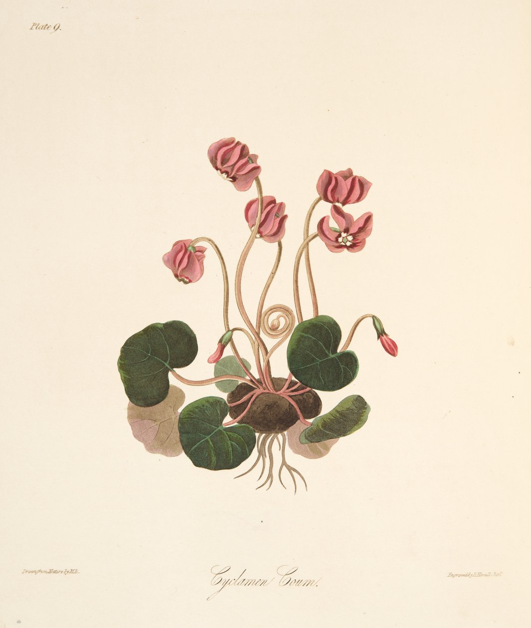 Ciclamino a foglie tonde, da Illustrazioni floreali delle stagioni, pub. 1829 da Margaret Roscoe