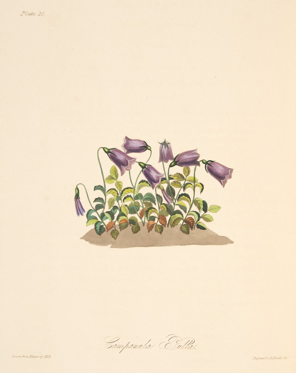 Campanula rossastra, da Illustrazioni floreali delle stagioni, pub. 1829 da Margaret Roscoe
