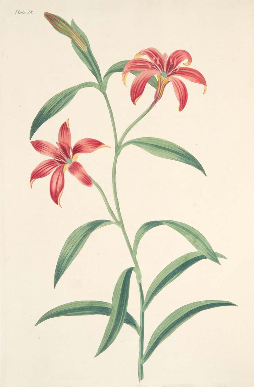 Giglio cinese auto-colorato, da Illustrazioni floreali delle stagioni, pub. 1829 da Margaret Roscoe
